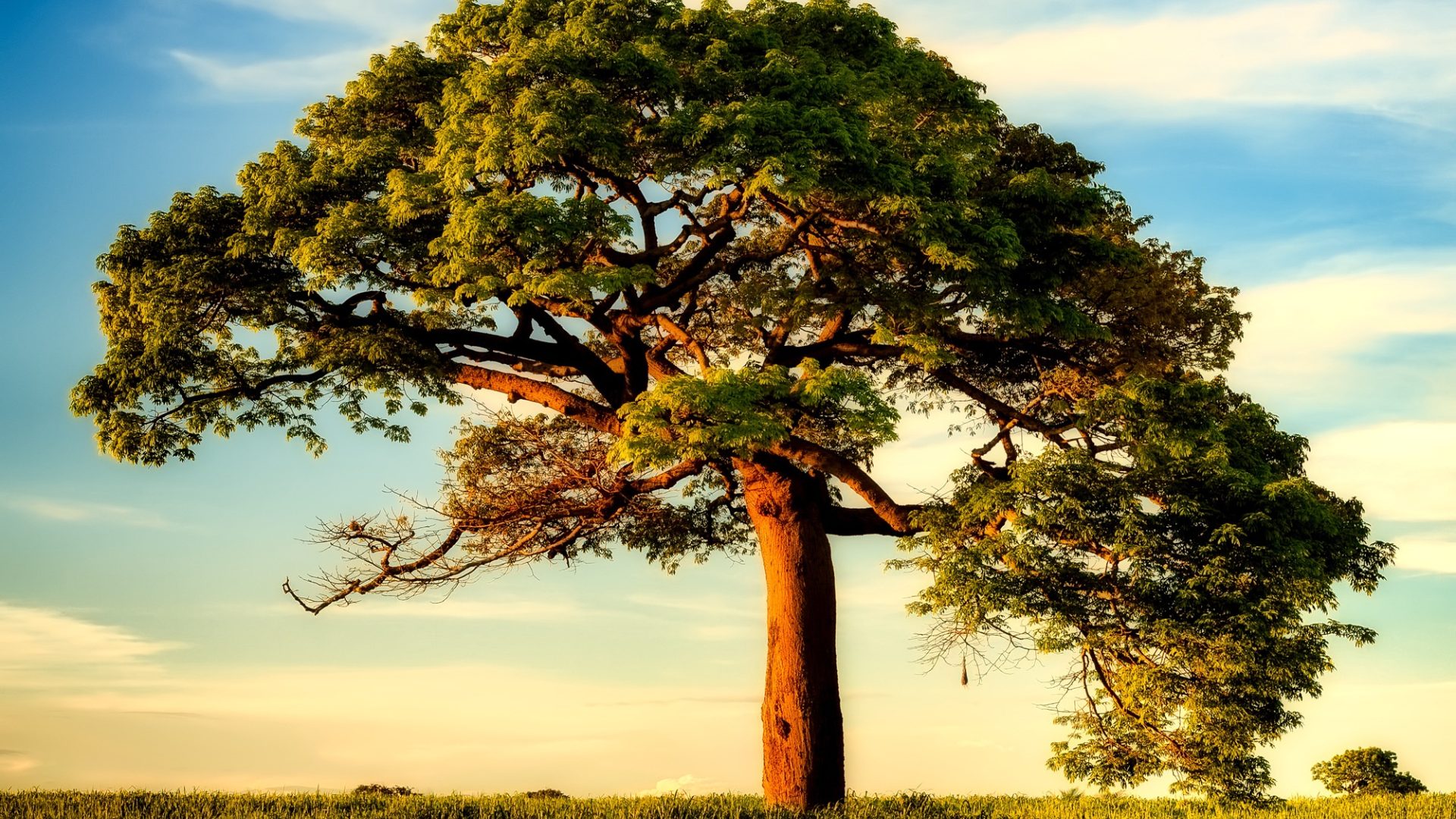 A broad, old tree standing alone in a field